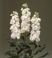 Canneto White