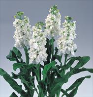 Noble White