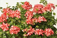 pac® Mexica Ruby
