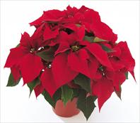 PLA® Eckespoint® Jubilee™ Red