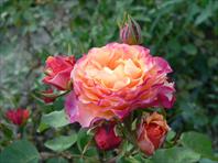 Rosa dei Diritti Umani