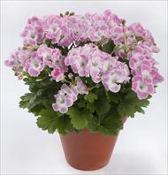 pac® Bermuda Soft Pink