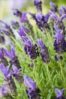 Bandera Purple