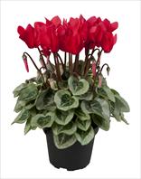 Super Serie® Rembrandt Red