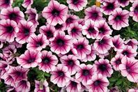 Poptunia Burgundy