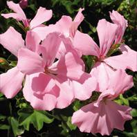 Marcada Pink