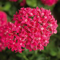 BeeBright Lipstic