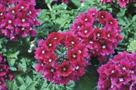 Shangri-La® Cherry Scented