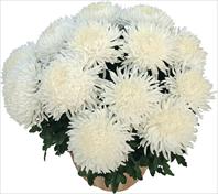 Pikneige Blanc