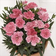 SuperTrouper® Oscar Light Pink sel