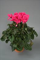 Maxora Fringed Deep Rose