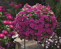 Cora Cascade Magenta