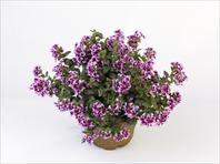 Vienco Lavender
