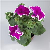 Surfinia® Giant Purple Picotée