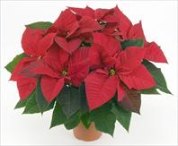 PLA® Lazzeri Allegra