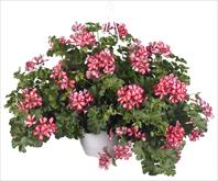 Grand Idols® Red Bicolor