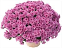 Manga® Violet