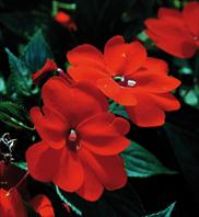 SunPatiens® Compact Orange