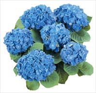 Everbloom Blue Heaven