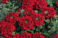 Eden® Deep Red