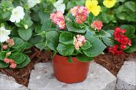 Fairyland Coral Picotee