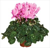 Super Serie® Mammoth® F1 Neon Pink
